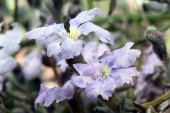 Dampiera eriocephala