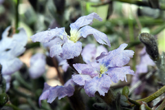 Dampiera eriocephala