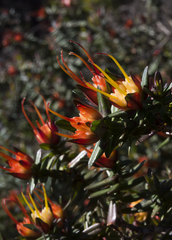 Darwinia citriodora