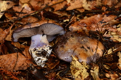 Cortinarius glaucopus