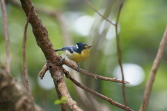 Machlolophus holsti