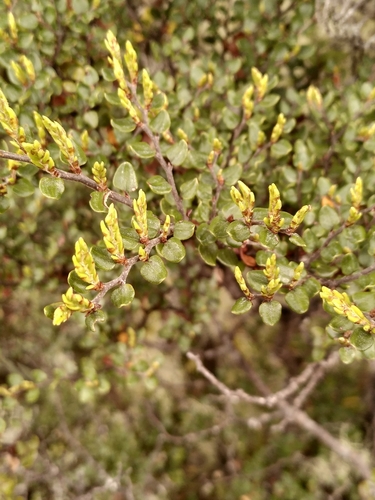 Nothofagus cliffortioides, photograph 5