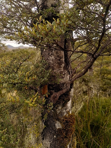 Nothofagus cliffortioides, photograph 6