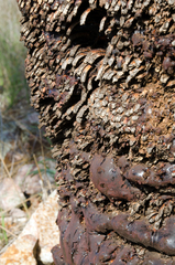 Xanthorrhoea drummondii
