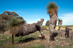Xanthorrhoea drummondii
