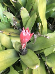 Billbergia pyramidalis