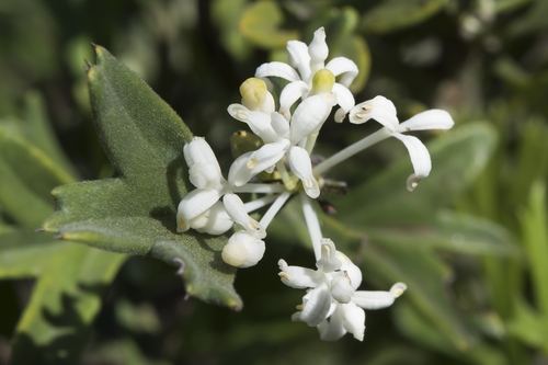 Grevillea vestita (Endl.) Meisn.