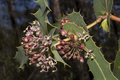 Hakea amplexicaulis