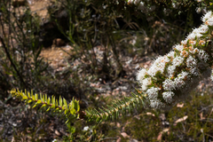 Hakea ruscifolia