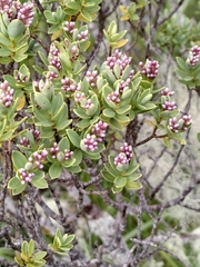 Veronica topiaria