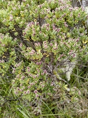 Veronica topiaria