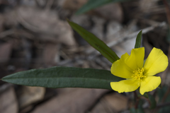 Hibbertia cunninghamii