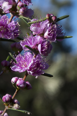 Hypocalymma robustum