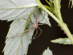 Philodromus longipalpis