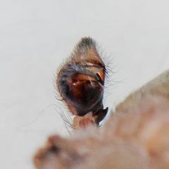 Philodromus longipalpis