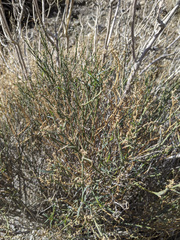 Stillingia linearifolia
