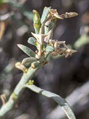 Stillingia linearifolia