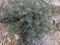 Johnstonella racemosa