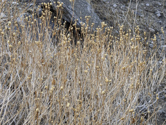 Acamptopappus sphaerocephalus