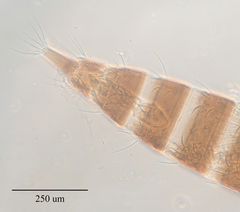 Haplothrips