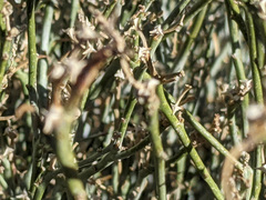 Stillingia linearifolia