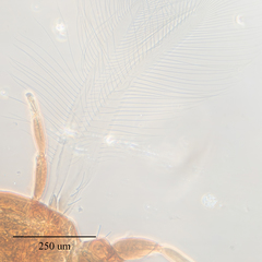 Haplothrips