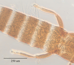 Haplothrips