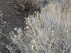 Acamptopappus sphaerocephalus