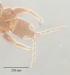 Haplothrips