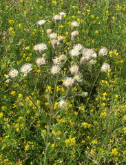 Erigeron acris podolicus