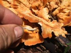 Laetiporus versisporus