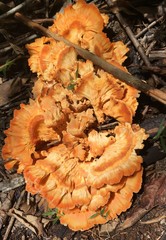 Laetiporus versisporus