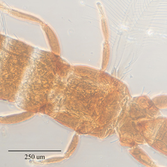 Haplothrips