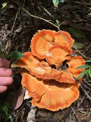 Laetiporus versisporus