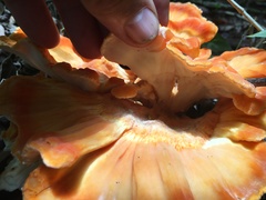 Laetiporus versisporus