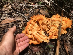 Laetiporus versisporus