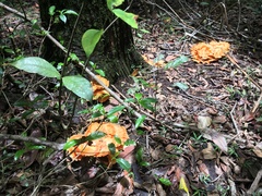 Laetiporus versisporus