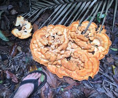 Laetiporus versisporus