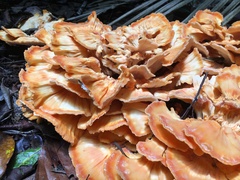 Laetiporus versisporus