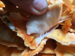 Laetiporus versisporus