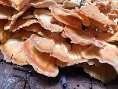 Laetiporus versisporus