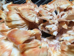 Laetiporus versisporus
