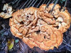 Laetiporus versisporus