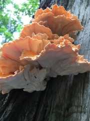 Laetiporus versisporus