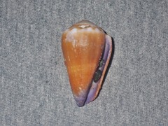 Conus sanguinolentus