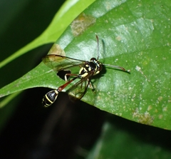 Eustenogaster micans