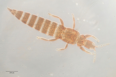Haplothrips