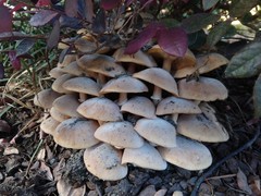 Armillaria mellea