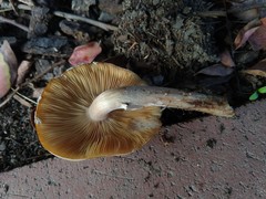Armillaria mellea