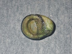 Nerita chamaeleon
